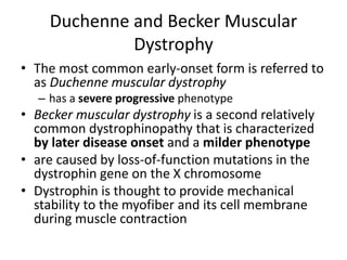 Duchenne and Becker Muscular
Dystrophy
• The most common early-onset form is referred to
as Duchenne muscular dystrophy
– has a severe progressive phenotype
• Becker muscular dystrophy is a second relatively
common dystrophinopathy that is characterized
by later disease onset and a milder phenotype
• are caused by loss-of-function mutations in the
dystrophin gene on the X chromosome
• Dystrophin is thought to provide mechanical
stability to the myofiber and its cell membrane
during muscle contraction
 