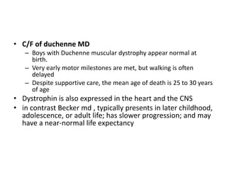 • C/F of duchenne MD
– Boys with Duchenne muscular dystrophy appear normal at
birth.
– Very early motor milestones are met, but walking is often
delayed
– Despite supportive care, the mean age of death is 25 to 30 years
of age
• Dystrophin is also expressed in the heart and the CNS
• in contrast Becker md , typically presents in later childhood,
adolescence, or adult life; has slower progression; and may
have a near-normal life expectancy
 