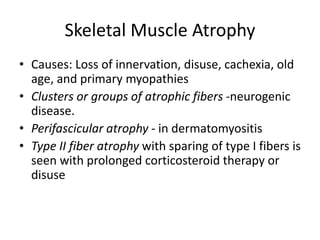 Skeletal Muscle Atrophy
• Causes: Loss of innervation, disuse, cachexia, old
age, and primary myopathies
• Clusters or groups of atrophic fibers -neurogenic
disease.
• Perifascicular atrophy - in dermatomyositis
• Type II fiber atrophy with sparing of type I fibers is
seen with prolonged corticosteroid therapy or
disuse
 