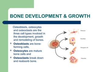 musculoskeletal-system-1000206665862676641-3.ppt
