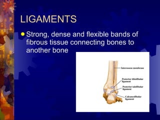 LIGAMENTS Strong, dense and flexible bands of fibrous tissue connecting bones to another bone 