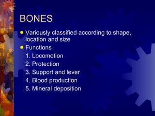 BONES Variously classified according to shape, location and size Functions 1. Locomotion 2. Protection 3. Support and lever 4. Blood production 5. Mineral deposition 