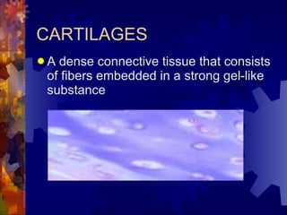 CARTILAGES A dense connective tissue that consists of fibers embedded in a strong gel-like substance 