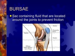 BURSAE Sac containing fluid that are located around the joints to prevent friction 