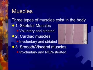 Muscles <ul><li>Three types of muscles exist in the body </li></ul><ul><li>1. Skeletal Muscles </li></ul><ul><ul><li>Volun...