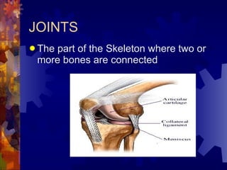 JOINTS <ul><li>The part of the Skeleton where two or more bones are connected </li></ul>
