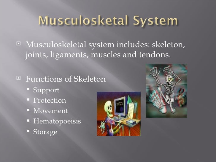 The Musculoskeletal System