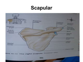 Mid Scapular Ridge musculoskeletal- system DNM9.ppt