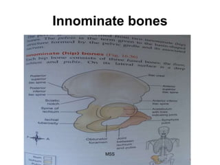 musculoskeletal- system DNM9.ppt