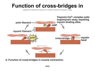 musculoskeletal- system DNM9.ppt