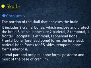  Skull:-
Cranium :-
The portion of the skull that encloses the brain.
It includes 8 cranial bones, which enclose and protect
the brain.8 cranial bones ure 2 parietal, 2 temporal, 1
frontal, I occipital. 1 ethmoid, I sphenoid bone.
Frontal bone (forehead bone) forms the forehead,
parietal bone forms roof & sides, temporal bone
forms inferior &
lateral part and occipital bone forms posterior and
most of the base of cranium.
 
