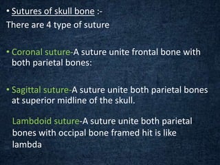 • Sutures of skull bone :-
There are 4 type of suture
• Coronal suture-A suture unite frontal bone with
both parietal bones:
• Sagittal suture-A suture unite both parietal bones
at superior midline of the skull.
Lambdoid suture-A suture unite both parietal
bones with occipal bone framed hit is like
lambda
 
