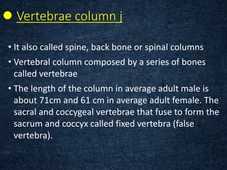  Vertebrae column j
• It also called spine, back bone or spinal columns
• Vertebral column composed by a series of bones
called vertebrae
• The length of the column in average adult male is
about 71cm and 61 cm in average adult female. The
sacral and coccygeal vertebrae that fuse to form the
sacrum and coccyx called fixed vertebra (false
vertebra).
 