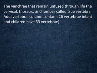 The vanchrae that remain unfused through life the
cervical, thoracic, and lumbar called true vertebra
Adul vertebral column contami 26 vertebrae infant
and children have 33 vertebrae)
 