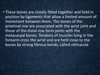 • These bones are closely fitted together and held in
position by ligaments that allow a limited amount of
movement between them. The bones of the
proximal row are associated with the wrist joint and
those of the distal row form joints with the
metacarpal bones. Tendons of muscles lying in the
forearm cross the wrist and are held close to the
bones by strong fibrous bands, called retinacula
 