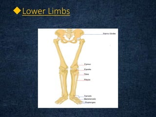 Lower Limbs
 