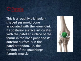 Patela
This is a roughly triangular-
shaped sesamoid bone
associated with the knee joint.
Its posterior surface articulates
with the patellar surface of the
femur in the knee joint and its
anterior surface is in the
patellar tendon, i.e. the
tendon of the quadriceps
femoris muscle.
 