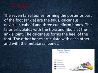  Tarsal
The seven tarsal bones forming the posterior part
of the foot (ankle) are the talus, calcaneus,
navicular, cuboid and three cuneiform bones. The
talus articulates with the tibia and fibula at the
ankle joint. The calcaneus forms the heel of the
foot. The other bones articulate with each other
and with the metatarsal bones.
 