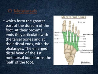 Metatarsals
• which form the greater
part of the dorsum of the
foot. At their proximal
ends they articulate with
the tarsal bones and at
their distal ends, with the
phalanges. The enlarged
distal head of the 1st
metatarsal bone forms the
‘ball’ of the foot.
 
