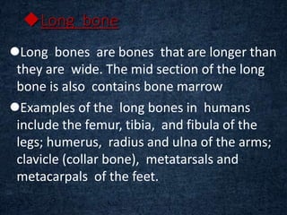 Long bone
Long bones are bones that are longer than
they are wide. The mid section of the long
bone is also contains bone marrow
Examples of the long bones in humans
include the femur, tibia, and fibula of the
legs; humerus, radius and ulna of the arms;
clavicle (collar bone), metatarsals and
metacarpals of the feet.
 