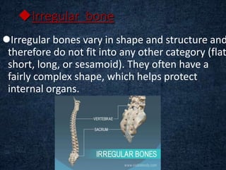 Irregular bone
Irregular bones vary in shape and structure and
therefore do not fit into any other category (flat
short, long, or sesamoid). They often have a
fairly complex shape, which helps protect
internal organs.
 