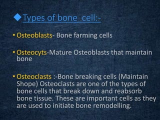 Types of bone cell:-
• Osteoblasts- Bone farming cells
• Osteocyts-Mature Osteoblasts that maintain
bone
• Osteoclasts :-Bone breaking cells (Maintain
Shope) Osteoclasts are one of the types of
bone cells that break down and reabsorb
bone tissue. These are important cells as they
are used to initiate bone remodelling.
 