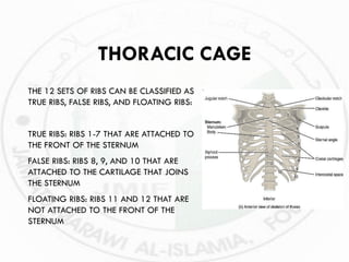 Musculoskeletal_Anatomy-and-Physiology.pdf
