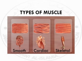 Musculoskeletal_Anatomy-and-Physiology.pdf