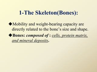 1-The Skeleton(Bones):
Mobility and weight-bearing capacity are
directly related to the bone’s size and shape.
Bones: composed of : cells, protein matrix,
and mineral deposits.
 