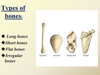 Types of
bones:
 Long bones
Short bones
Flat bones
Irregular
bones
 