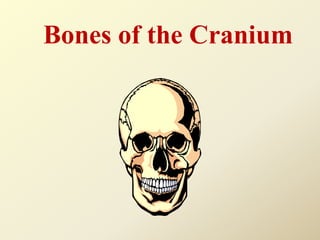 Bones of the Cranium
 