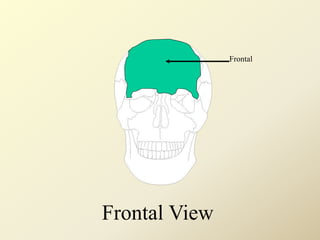 Frontal
Frontal View
 