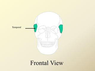 Temporal
Frontal View
 
