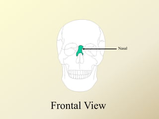 Nasal
Frontal View
 