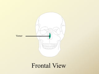 Vomer
Frontal View
 