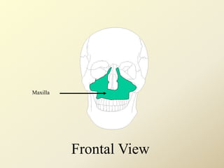 Maxilla
Frontal View
 