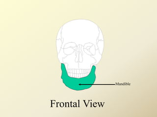 Mandible
Frontal View
 