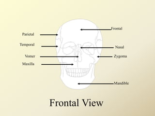 Frontal
Parietal
Temporal
Zygoma
Nasal
Vomer
Maxilla
Mandible
Frontal View
 