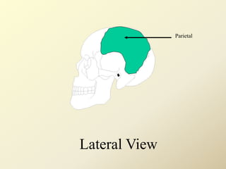 Parietal
Lateral View
 