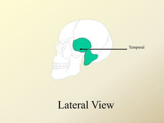 Temporal
Lateral View
 