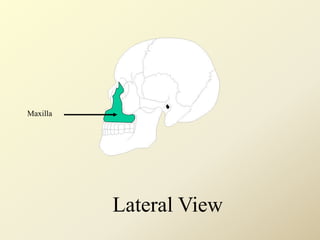 Maxilla
Lateral View
 