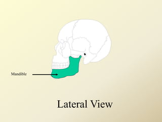 Mandible
Lateral View
 