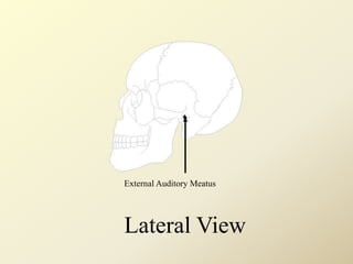 External Auditory Meatus
Lateral View
 