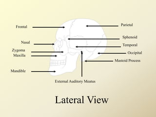 Frontal
Nasal
Zygoma
Maxilla
Mandible
Parietal
Sphenoid
Temporal
Occipital
External Auditory Meatus
Mastoid Process
Lateral View
 