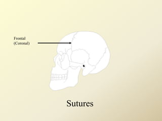 Frontal
(Coronal)
Sutures
 