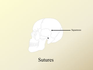 Squamous
Sutures
 