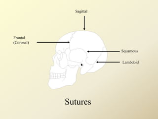 Frontal
(Coronal)
Sagittal
Squamous
Lambdoid
Sutures
 
