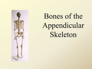 Bones of the
Appendicular
Skeleton
 