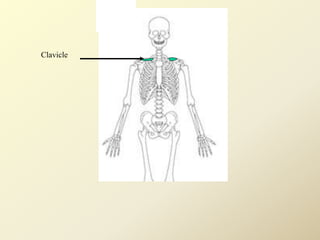 Clavicle
 
