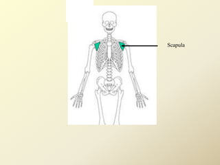 Scapula
 
